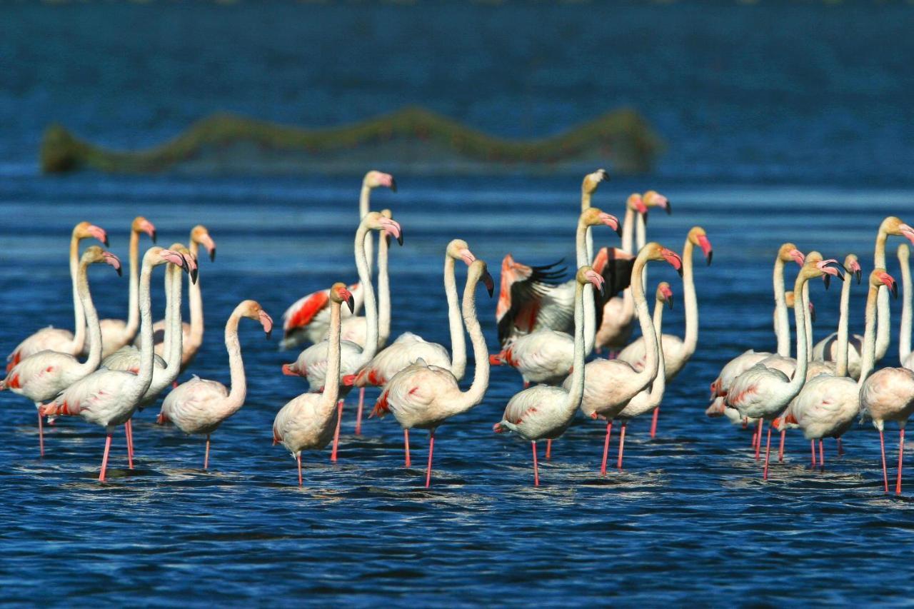 Casa de Férias Lo Trabucador Casa Nueva En El Corazón Del Delta